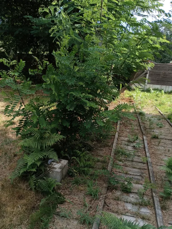 Réparation et mise en place Clôture bois avec traitement anti Xylophages, Bassin d'Arcachon, LSR HABITAT