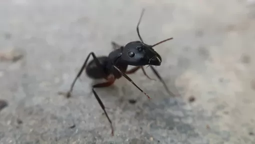 Recherche entreprise de désinsectisation proposant des solutions de traitement anti-fourmis écologiques dans le Val de l'Eyre - LSR HABITAT, Bassin d'Arcachon, LSR HABITAT