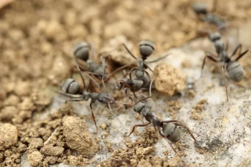 Comment empêcher les fourmis de rentrer dans ma maison et quel traitement préventif est le plus efficace dans le Médoc ?, Bassin d'Arcachon, LSR HABITAT