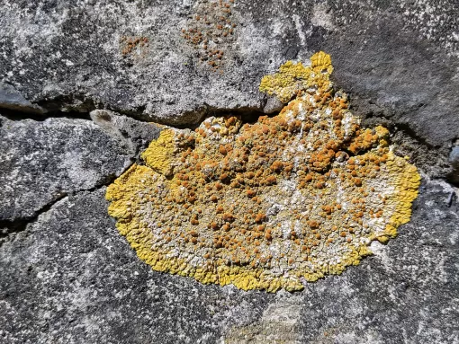Existe-t-il des traitements hydrofuges écologiques pour façade qui sont efficaces contre les mousses et les lichens sur le Bassin d'Arcachon ?, Bassin d'Arcachon, LSR HABITAT