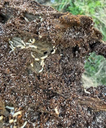 Traitement anti-termites à La Brède, Bassin d'Arcachon, LSR HABITAT