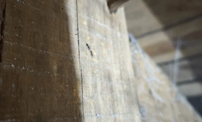 Traitement contre les nuisibles xylophages , Bassin d'Arcachon, LSR HABITAT